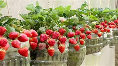 Kendi Gıdalarınızı Yetiştirmenin 5 Pratik Yolu