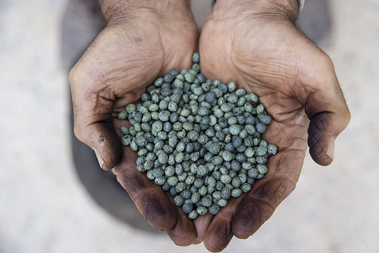 çetene kavrulmuş kenevir tohumu